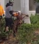 Men Struggle to Cut Down Massive Tree