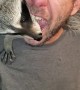 Raccoon Gets Thanksgiving Leftovers From Mouth