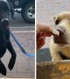 Café worker has a treat for every dog passing by