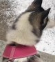 Husky Falls in Love With First Snow