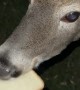 Tonya the Deer Gently Accepts Bread