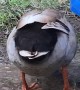 Happy Duck Dances in the Mud