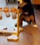 Hungry Puppy Mastering His Puzzle Feeder