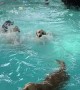 Pool Time at Doggy Daycare