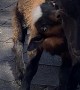 Baby Goat Talks to Big Brother