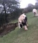 Herd of Horses Chases Man for Carrots