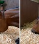 Sleeping horse has very intense dream
