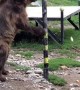 Smart Bear Gets Its Treats