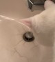 Spoiled Cat Drinks From Sink