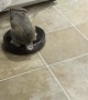 Rabbit Rides Around on Robot Vacuum