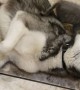 Kitten Gets Comfortable in Doggy's Thick Fur