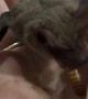 Microbat Munches on a Mealworm
