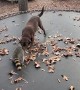Furry Friends Tussle on Trampoline