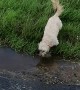 Puddle Zoomies End in Face Plant