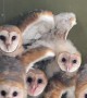 Baby Barn Owls Stick Together