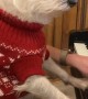 Relaxed Doggy Listens Closely to Christmas Carol