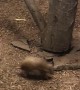 Baby Armadillo Zooms Around Tree