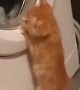 Curious kitten adorably watches washing machine