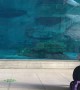 Dolphin Plays with Aquarium Staff