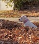Boxer Bounces Through Leaf Pile