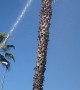 Cat Jumps From Palm Tree