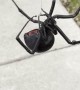 Big Black Widow Spider Dangles From Web