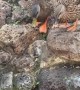 Ducks Duke It Out in Small Pond