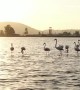 Pink Flamingos Walk Through Lake in Turkey