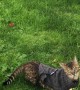 Beautiful Bengal Cat Takes a Fall