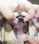 Vet Removes Sewing Needle From Cat's Throat