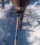 Silly Donkey Helps Shovel Snow