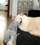 Parrot Teases Exasperated Cat
