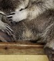 Rescued Raccoon Sleeps Sitting Up