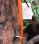 Bear Cub Climbs into Hunter's Tree