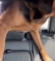 Lonely Pup in Truck Joins Its People