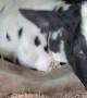 Cute Cow Tries to Lick Camera