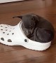 Tiny Dog Curls Up Inside Croc
