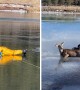 Firefighters rescue deer from frozen lake