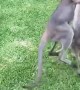 Wild Wallabies in Backyard Bout