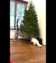 Automated Tree Protection From Cats