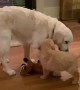 Dog Friends Meet for the First Time