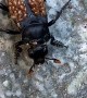Carrion Beetle Carries Mites