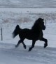 Icelandic Stallion Running in the Snow