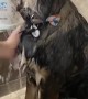 Spa Day for Partially Blind Rescue Dog