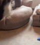 Cute Kitty Loves Jumping on his Dad