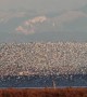 Flocks of Birds Flood the Sky Along Canadian Coast