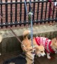 Corgis Congregate at Palace Fence