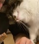 Cat Asks For Human's Food