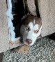 Husky Hides in Hole she Dug into the Couch