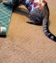 Wobbly Cat Helps Wrap Presents